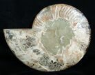 Inch Ammonite (Half) - Crystal Chambers #3756-1